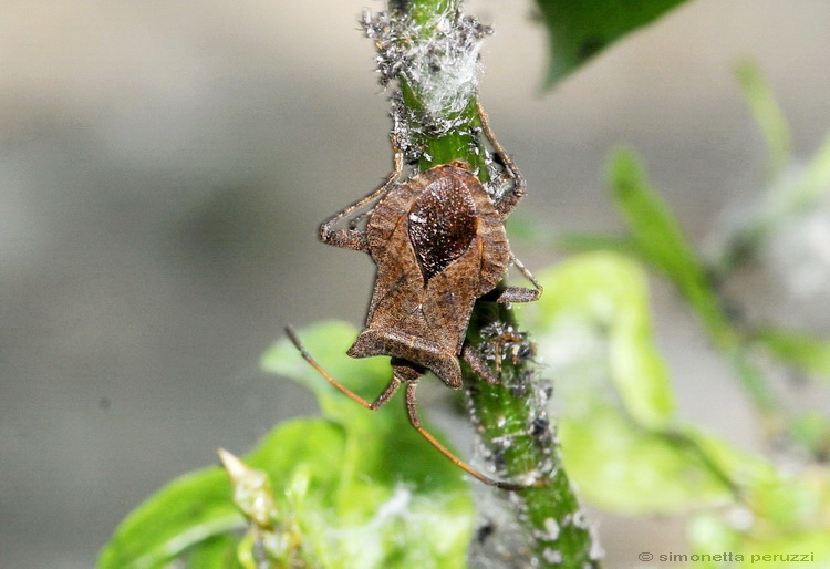 Coreus marginatus
